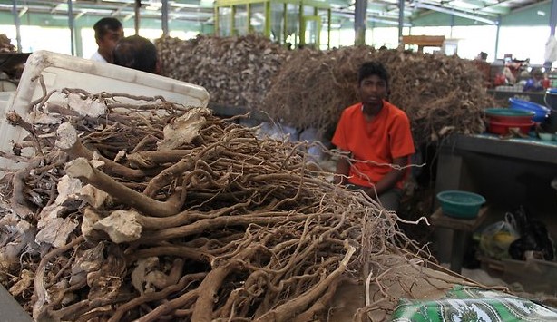 Kava exports brought US$9.1 mln to Fiji economy in 2017